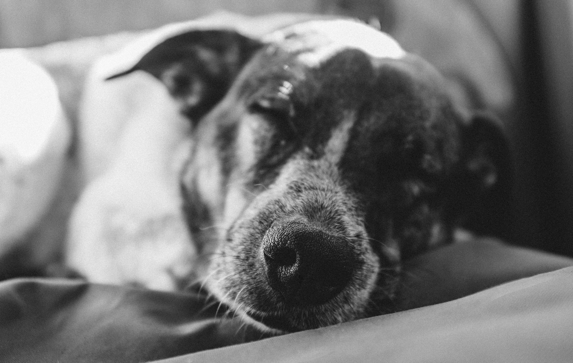 My carpool seat buddy snoozing away.